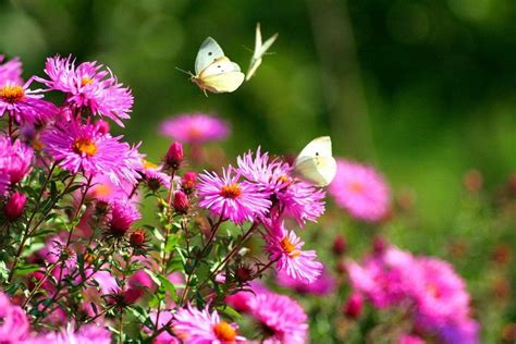 Butterfly Garden Wallpapers - Top Free Butterfly Garden Backgrounds ...