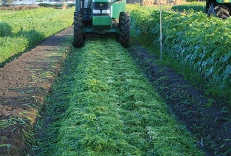 Green Manure Crops | Newsletters | Communication – AUSVEG VIC