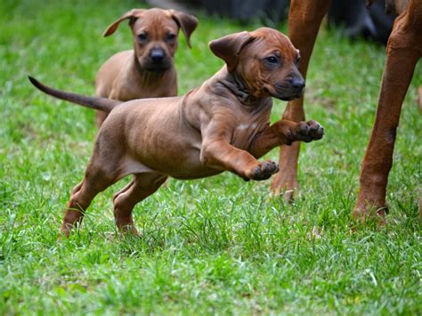 Rhodesian Ridgeback Puppies And Dog Pictures - Pictures Of Animals 2016