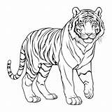 Tiger Coloring Page For Kids 25947061 Vector Art At Vecteezy sketch template