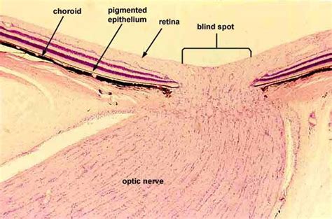 Optic nerve | Vet medicine, Optic nerve, Anatomy and physiology