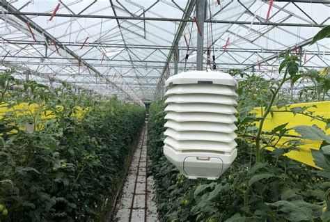 Smart sensors come to greenhouses | Farmtario