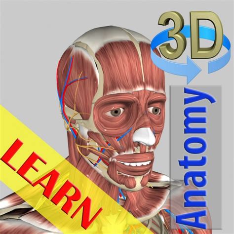 3D Bones and Organs (Anatomy) - Apps on Google Play