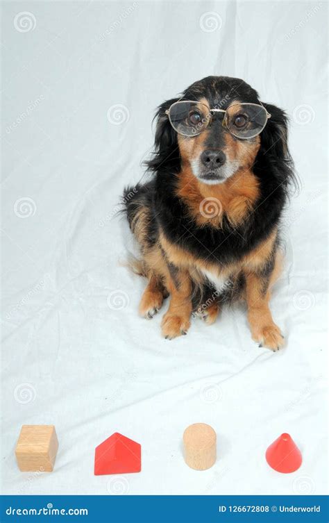 Dog IQ Test stock photo. Image of complete, assemble - 126672808