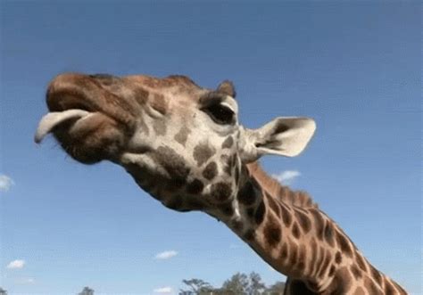 Tongue Out GIF - Tongue Out Giraffe - Discover & Share GIFs | Funny giraffe, Giraffe, Animals ...