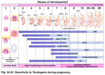 Teratogenesis