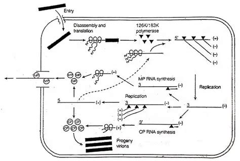 Diagram Virus Life Cycle