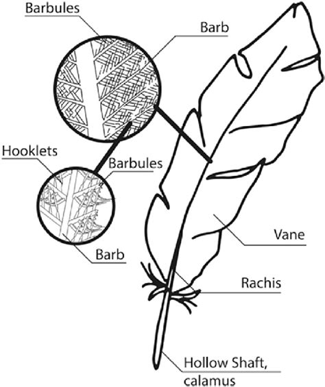 Feather structure consisting of a hollow shaft (Quill) and rachis, with... | Download Scientific ...