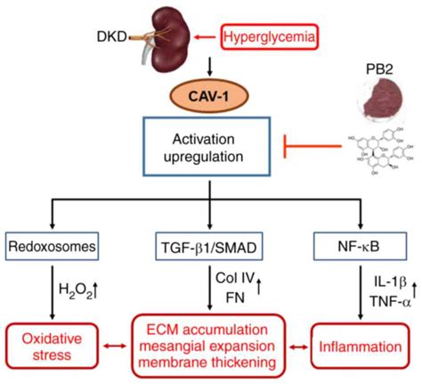 Procyanidin B2 suppresses hyperglycemia‑induced renal mesangial cell ...