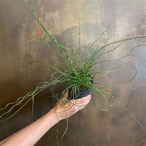 Juncus ‘Spiralis’ - grow urban.