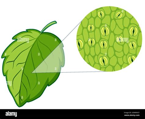 Leaf Cell Project