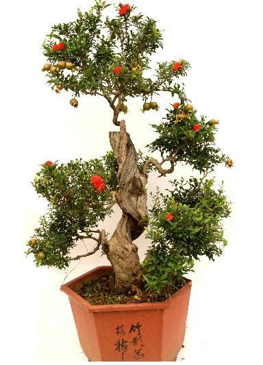 dwarf pomegranate bonsai | Pomegranate Bonsai seeds | ZHONG WEI ...