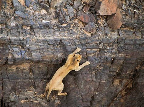 Vanishing Kings, Lions of the Namib Desert - Travel Africa Magazine | Namib desert, Desert ...