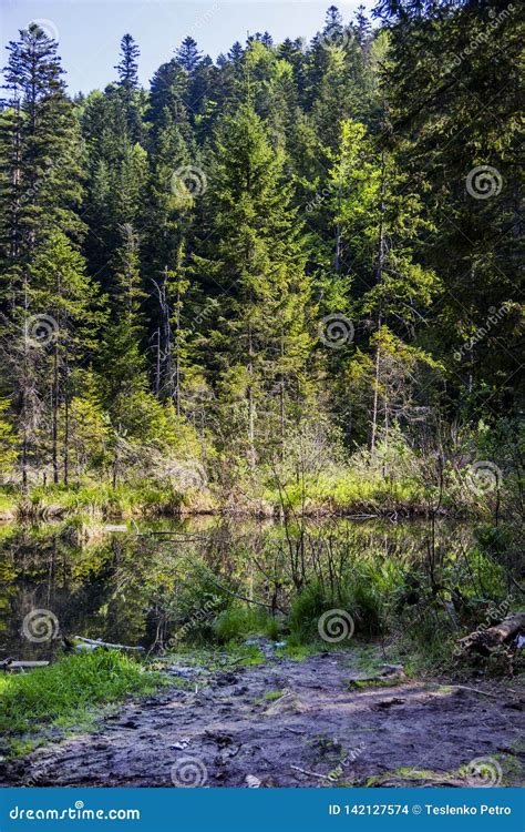 Lake in the forest stock photo. Image of landscape, calm - 142127574