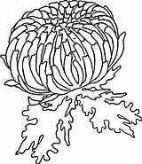 Coloring Zinnia Pages Flower Fairy Printables Kids Wuppsy Designlooter  sketch template