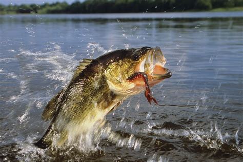 11 Pro Angler Early Spring Bass Fishing Tips to Bag a Massive Catch!