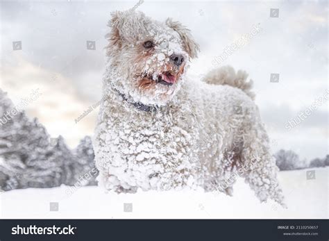 414 Pumi dog Images, Stock Photos & Vectors | Shutterstock