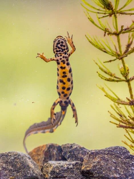 Premium Photo | Common newt amhibian in freshwater habitat