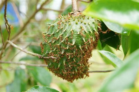 Durian Belanda (Dutch Durian) | With the fire ants around th… | Flickr