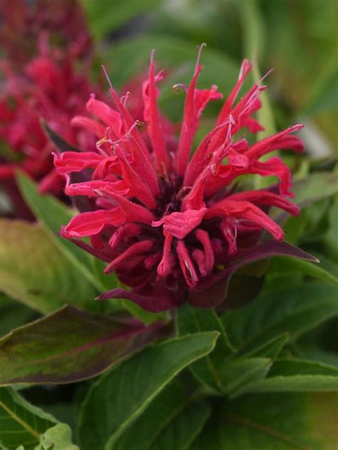 Bee Balm: How to Grow and Care for Monarda | HGTV