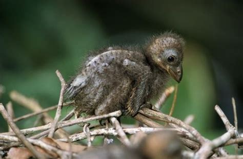 Hoatzin Pictures | Hoatzin chick with claws. National Geographic Images, Living Fossil, Bird ...