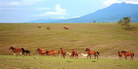 Sabana Tanjung Ringgit dan Sumba Timur: Pesona dan 3 Keunikannya