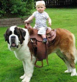 Largest dog breeds in the world, world's tallest, heaviest dog, giant dogs