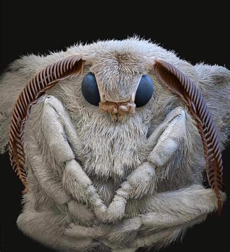 Sweet moth, super close-up, sharing his secret cuteness : r/moths