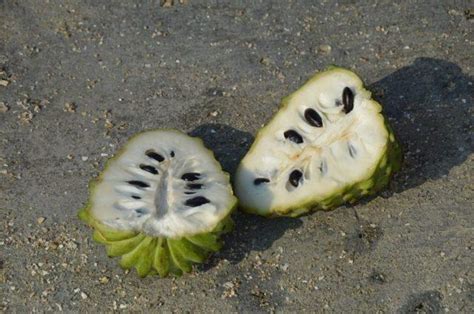 Cherimoya Benefits Tree, Seeds and How to Eat – Inspirational Quotes