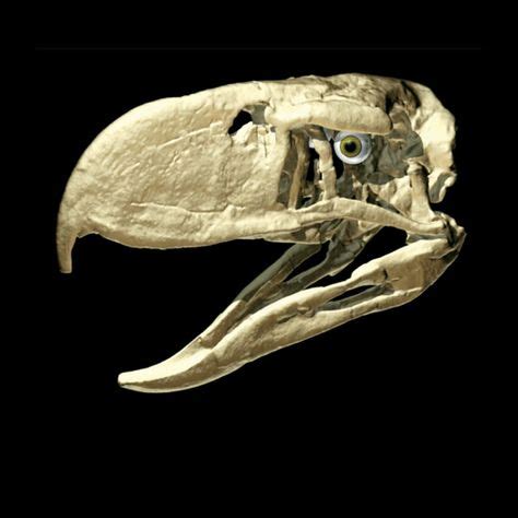 terror_birdThe WitmerLab's digital restoration of the skull of the 6-million-year-old "terror ...