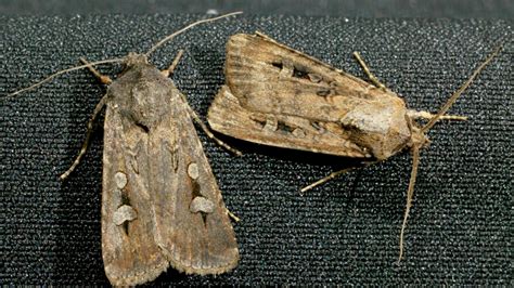 Fears for Australia’s Famous Migrating Moth