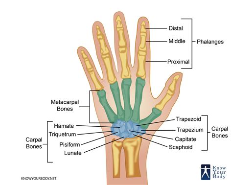 Hand Bones - Anatomy, Structure and Diagram