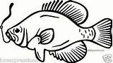 Crappie Fish Coloring Page Sketch sketch template