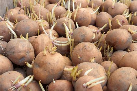 Potatoes tubers before planting | Stock Photo | Colourbox