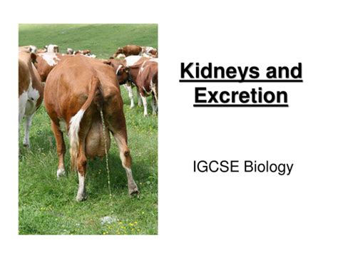 Excretion & the kidneys | Teaching Resources