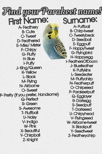 I made this myself cause i love parakeets- I'm Awesome Chirp- Tweet | Parakeet, Parakeet names ...