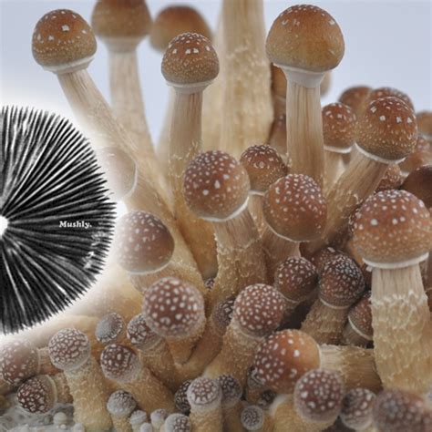 Golden Teacher Spore Print | Premium Magic Mushroom Spores