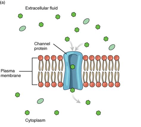 Facilitated Diffusion — Definition & Types - Expii