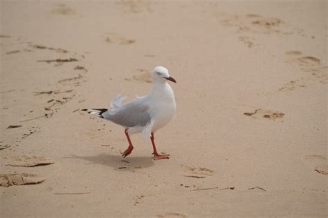 Bird Seagull Beach - Free photo on Pixabay - Pixabay