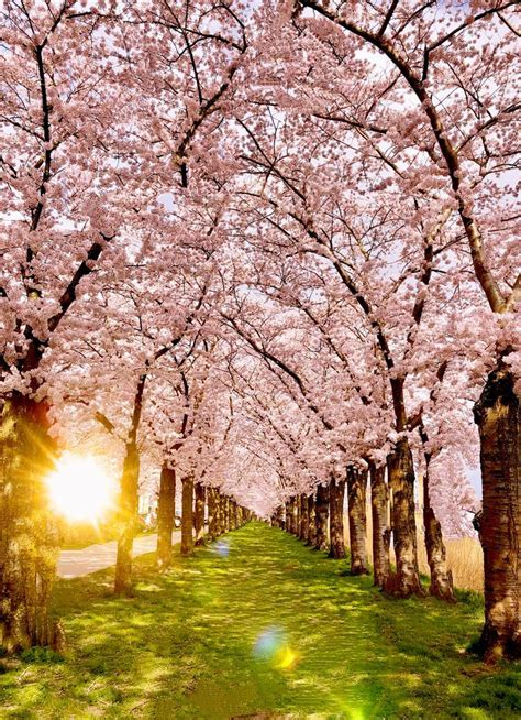 Blossom Garden, Blossom Trees, Cherry Blossom Japan, Cherry Blossoms ...