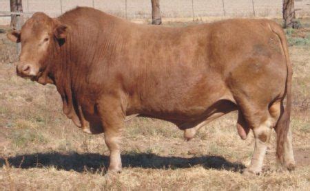 9 Tuli ideas | cattle, zebu cattle, breeds