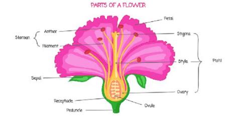 Parts Of Gumamela Flower And Their Functions Ppt | Best Flower Site