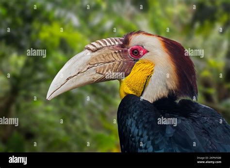 Wreathed hornbill / bar-pouched wreathed hornbill (Rhyticeros undulatus ...