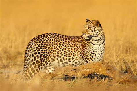 Top 137 + Which animals have spots on their body - Inoticia.net