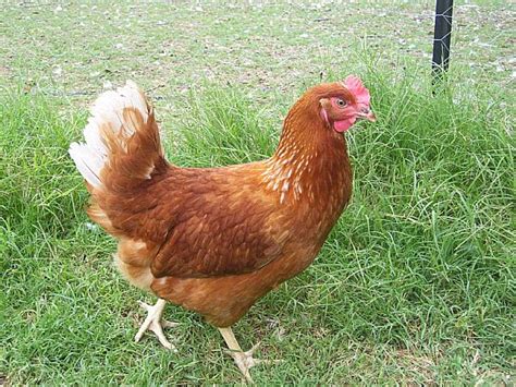 ISA Brown Point of Lay Pullets - Heritage Poultry and Produce