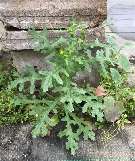 How to identify and manage common groundsel in nurseries and ...