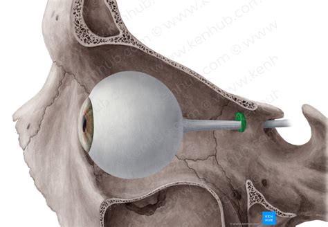 Common tendinous ring (of Zinn) (#680) – Kenhub Image License Store