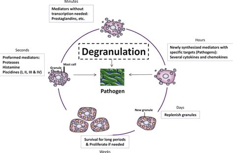 Mast Cell Degranulation And Synthesis