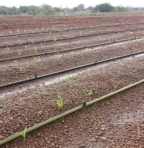 Techie2Aggie: Fodder Cultivation - Bajra & Maize