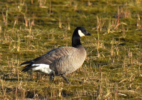 Cackling Goose - St. Paul Island Tour